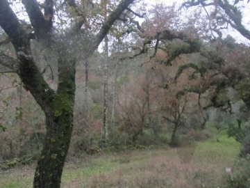 Terreno para Venda em Santiago da Guarda