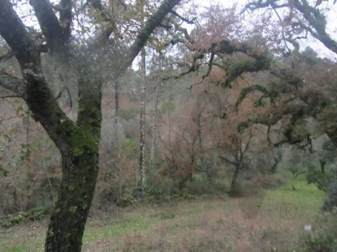 Terreno para Venda em Santiago da Guarda Foto 4