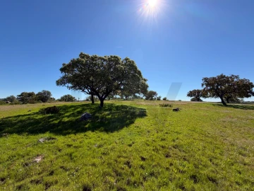 Terreno para Venda em Alcaçovas