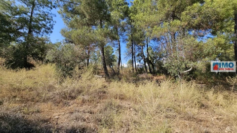 Terreno Agricola ou Rústico para Venda em Salgueiro do Campo