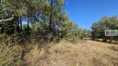 Terreno Agricola ou Rústico para Venda em Salgueiro do Campo