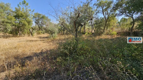 Terreno Agricola ou Rústico para Venda em Salgueiro do Campo