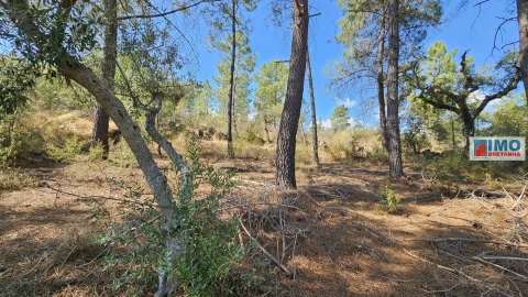 Terreno Agricola ou Rústico para Venda em Salgueiro do Campo