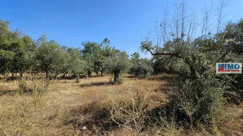Terreno Agricola ou Rústico para Venda em Salgueiro do Campo