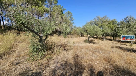 Terreno Agricola ou Rústico para Venda em Salgueiro do Campo