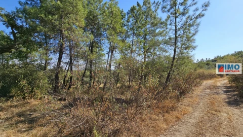 Terreno Agricola ou Rústico para Venda em Salgueiro do Campo