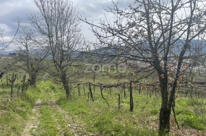 Quinta T16 para Venda em Paço