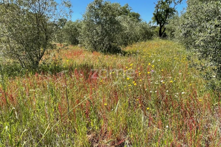 Terreno para Venda em Melides Foto 8