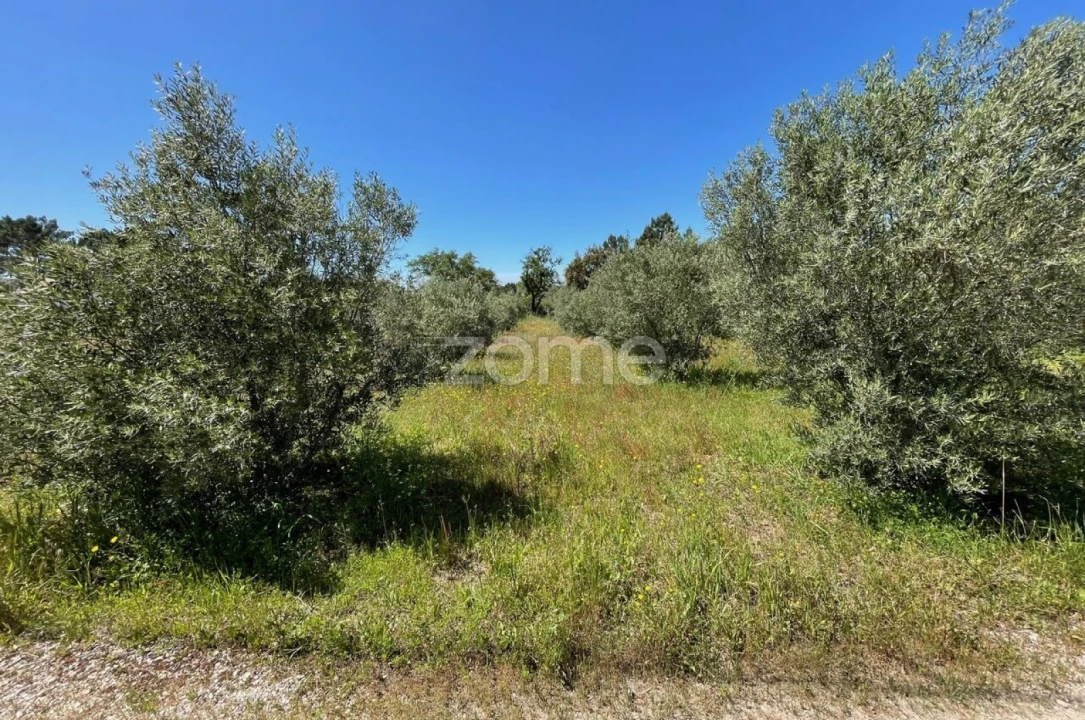 Terreno para Venda em Melides Foto 6