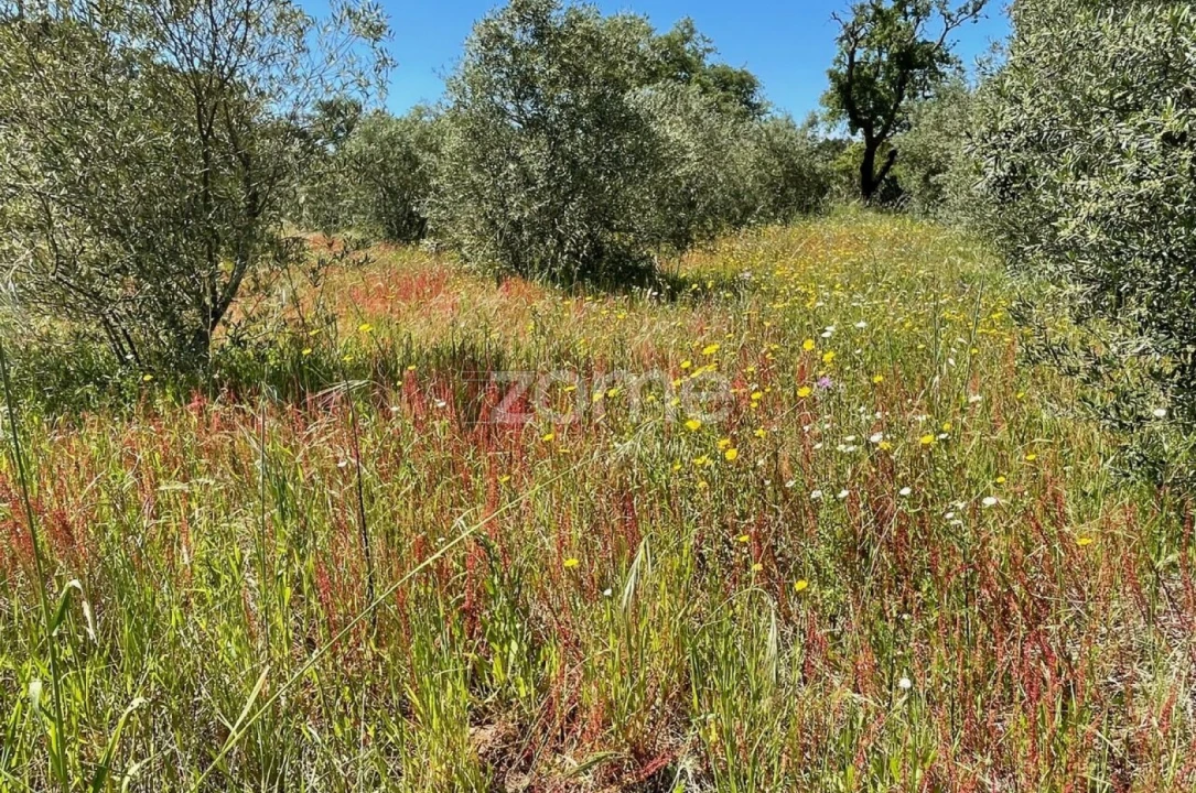 Terreno para Venda em Melides Foto 8