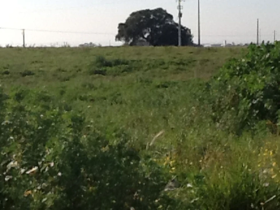 Terreno Agricola ou Rústico para Venda em Montijo e Afonsoeiro Foto 16