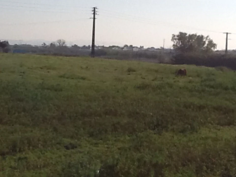 Terreno Agricola ou Rústico para Venda em Montijo e Afonsoeiro Foto 8