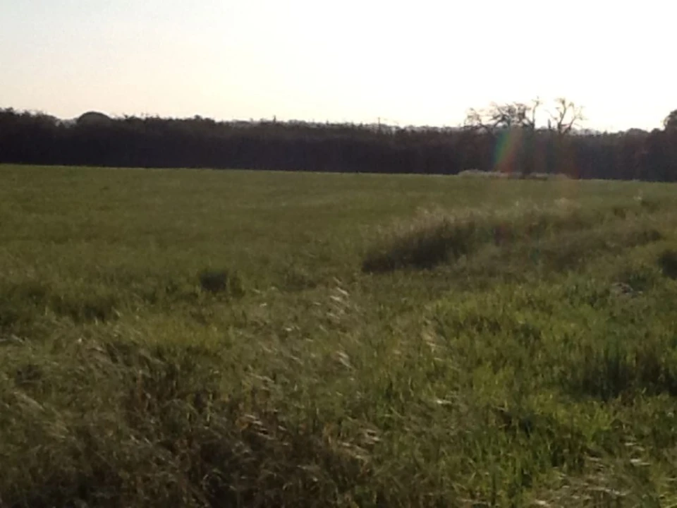 Terreno Agricola ou Rústico para Venda em Montijo e Afonsoeiro Foto 5
