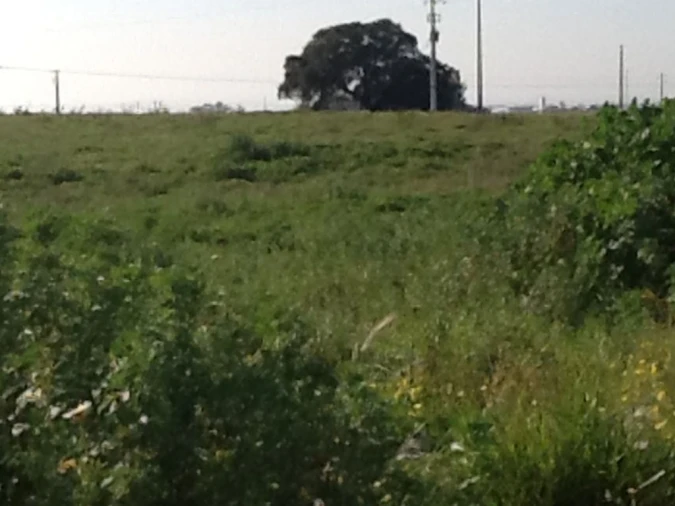 Terreno Agricola ou Rústico para Venda em Montijo e Afonsoeiro Foto 16