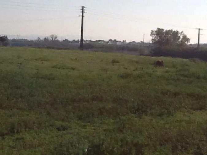 Terreno Agricola ou Rústico para Venda em Montijo e Afonsoeiro Foto 8