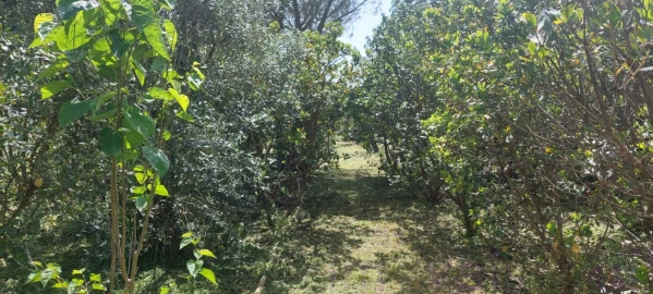 Terreno para Venda em Castro Verde e Casével