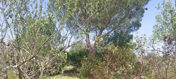 Terreno para Venda em Castro Verde e Casével