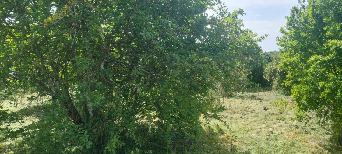 Terreno para Venda em Castro Verde e Casével Foto 12