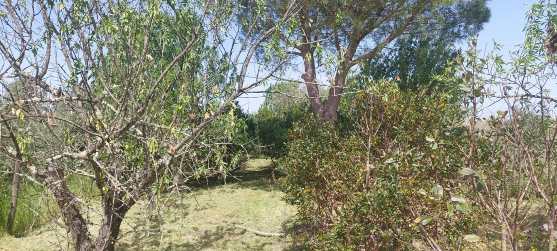 Terreno para Venda em Castro Verde e Casével Foto 10
