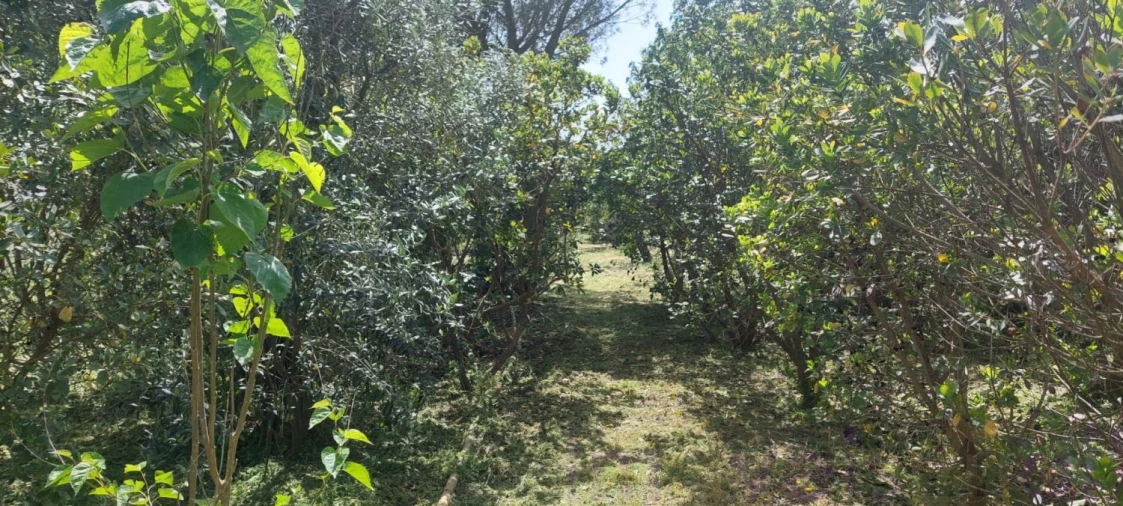 Terreno para Venda em Castro Verde e Casével Foto 11