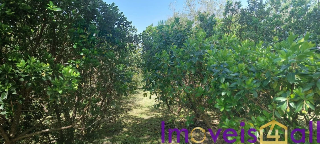 Terreno para Venda em Castro Verde e Casével Foto 7