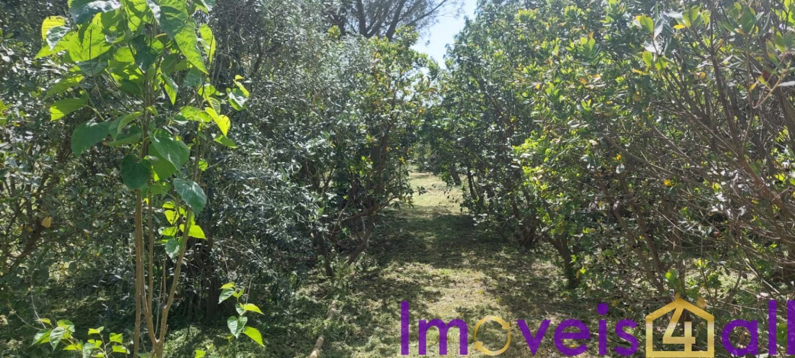 Terreno para Venda em Castro Verde e Casével Foto 11