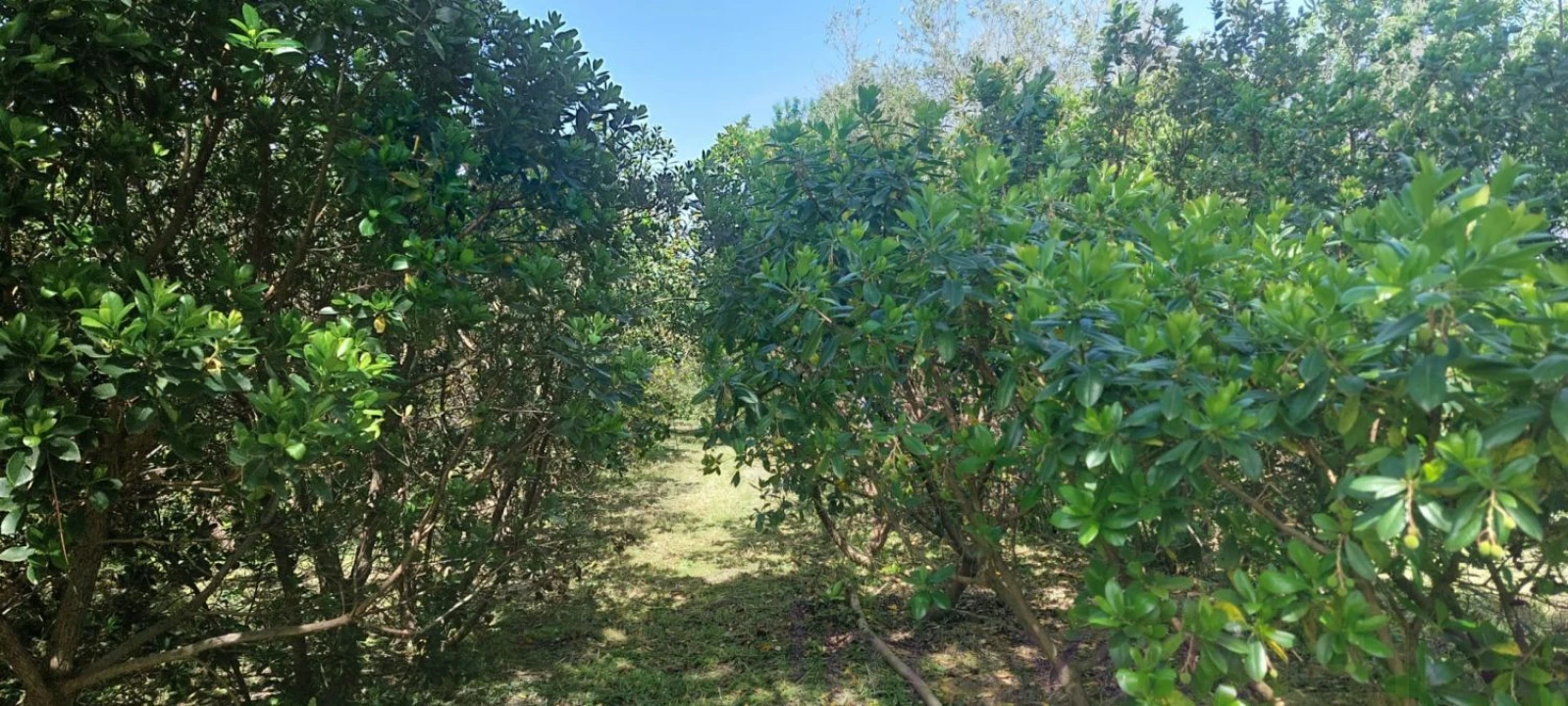 Terreno para Venda em Castro Verde e Casével Foto 7