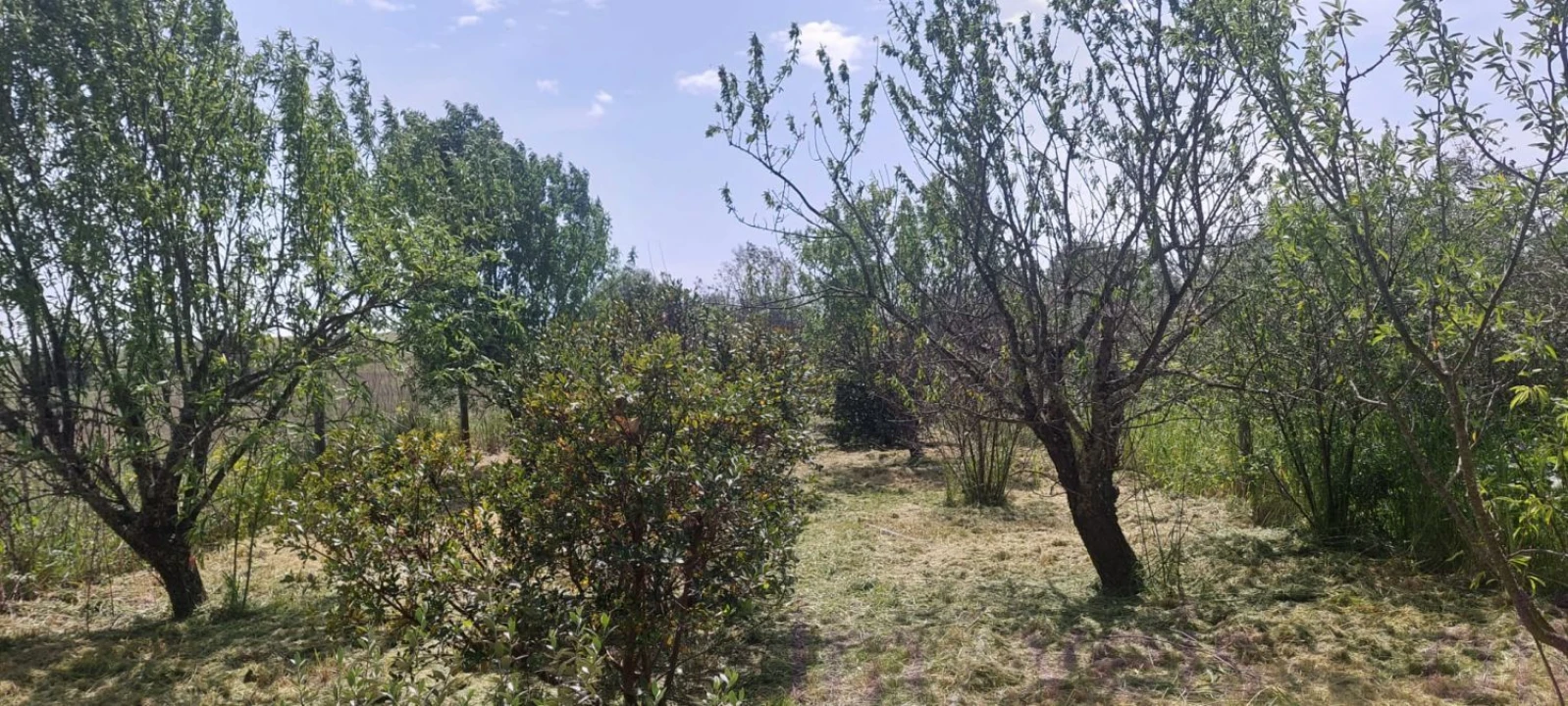 Terreno para Venda em Castro Verde e Casével Foto 8