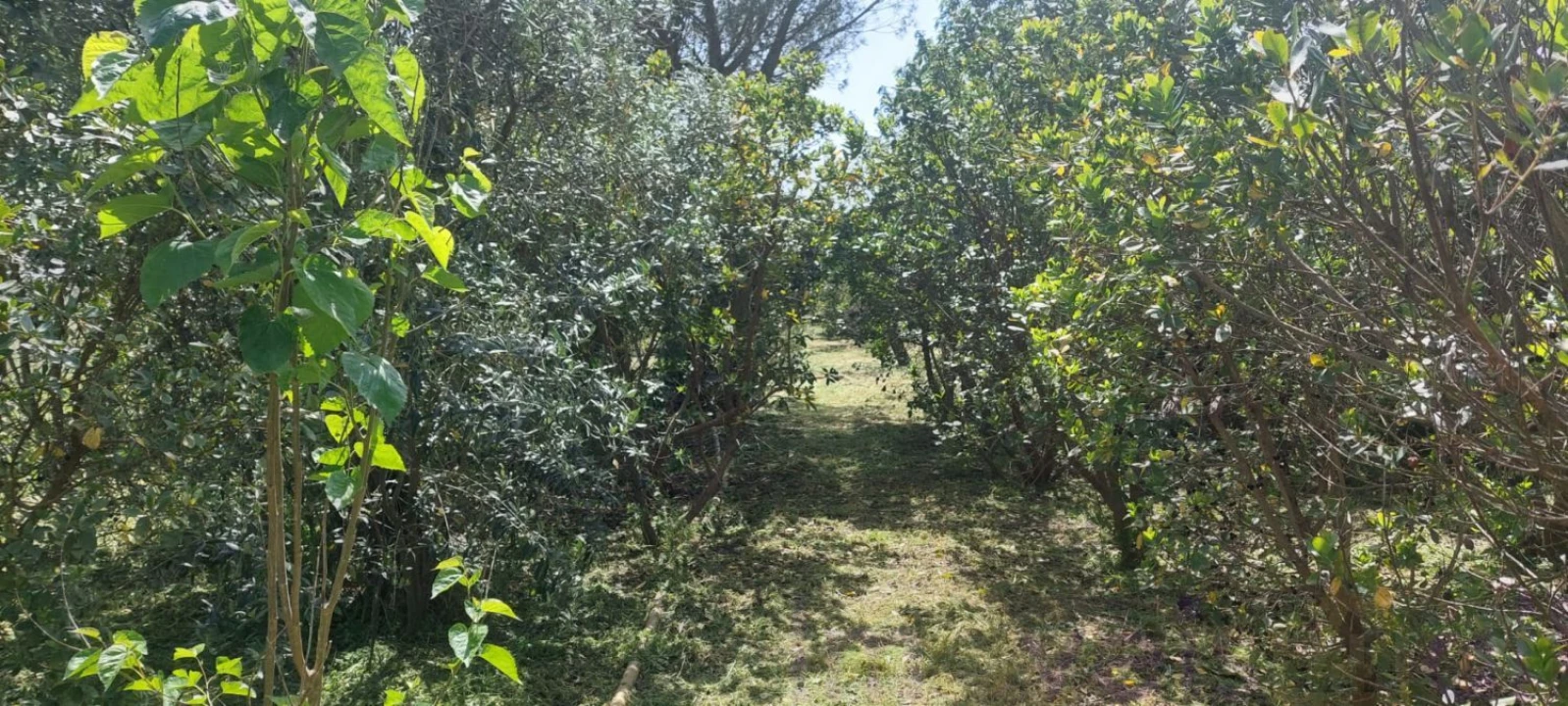 Terreno para Venda em Castro Verde e Casével Foto 11