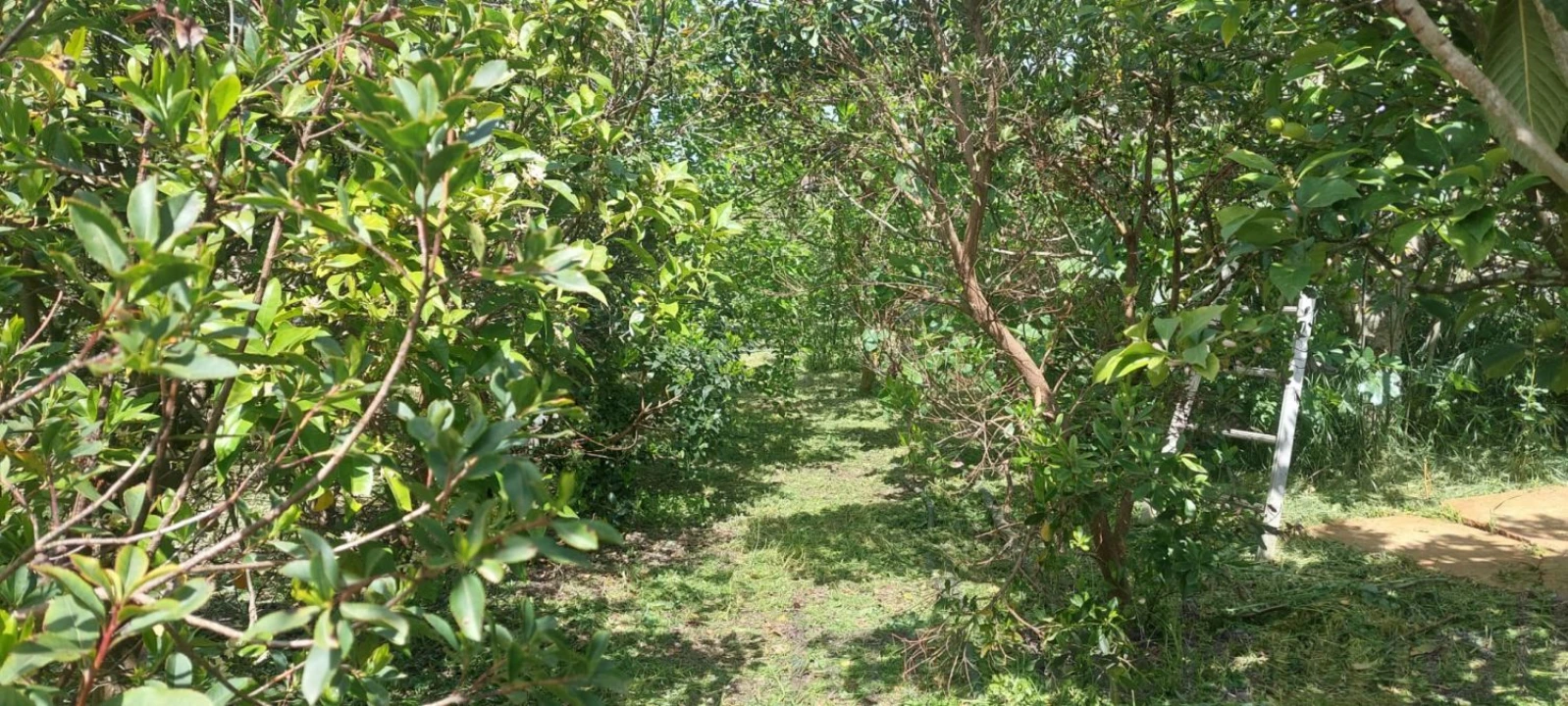 Terreno para Venda em Castro Verde e Casével Foto 2
