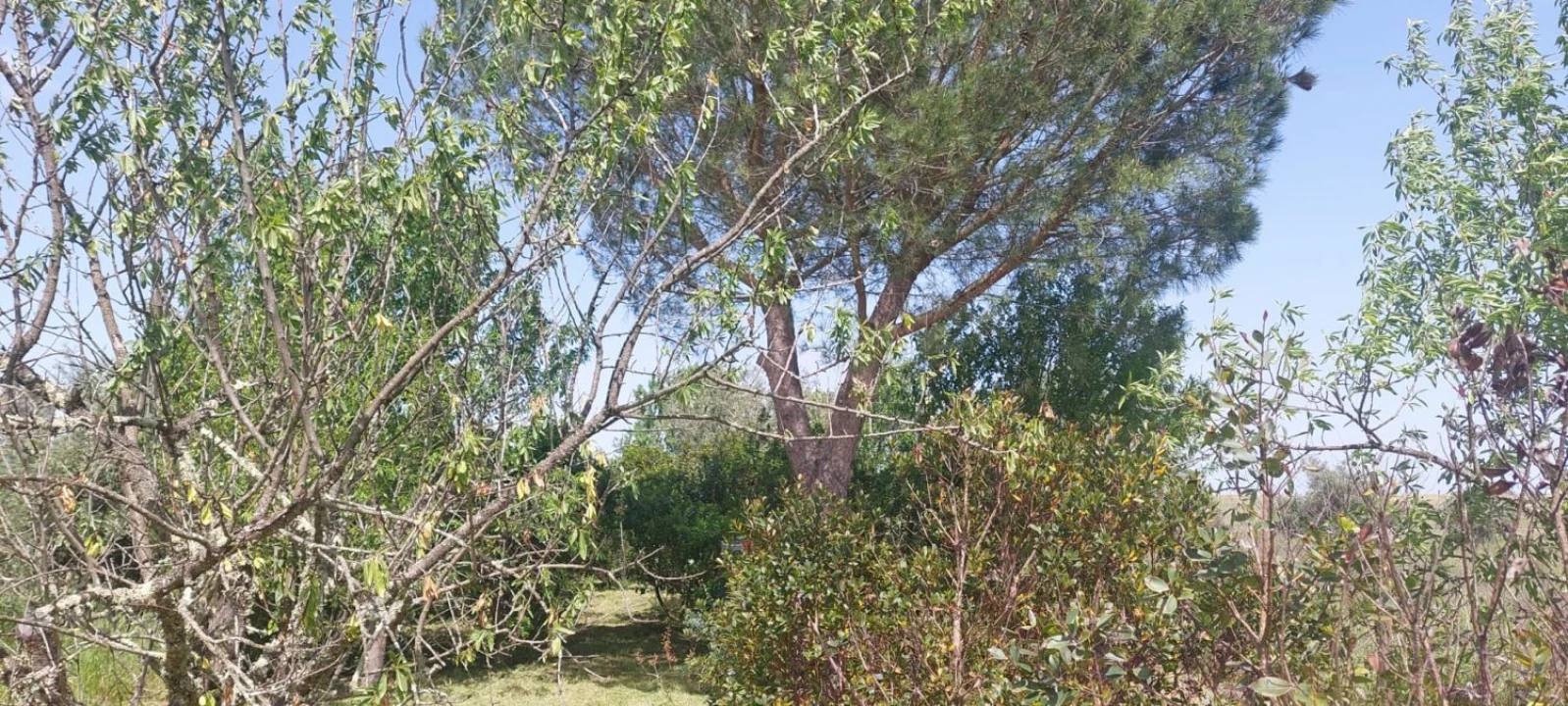 Terreno para Venda em Castro Verde e Casével Foto 9