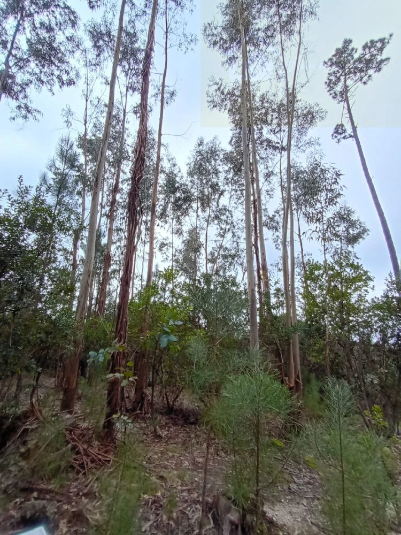 Moradia T2 para Venda em Mangualde, Mesquitela e Cunha Alta Foto 33