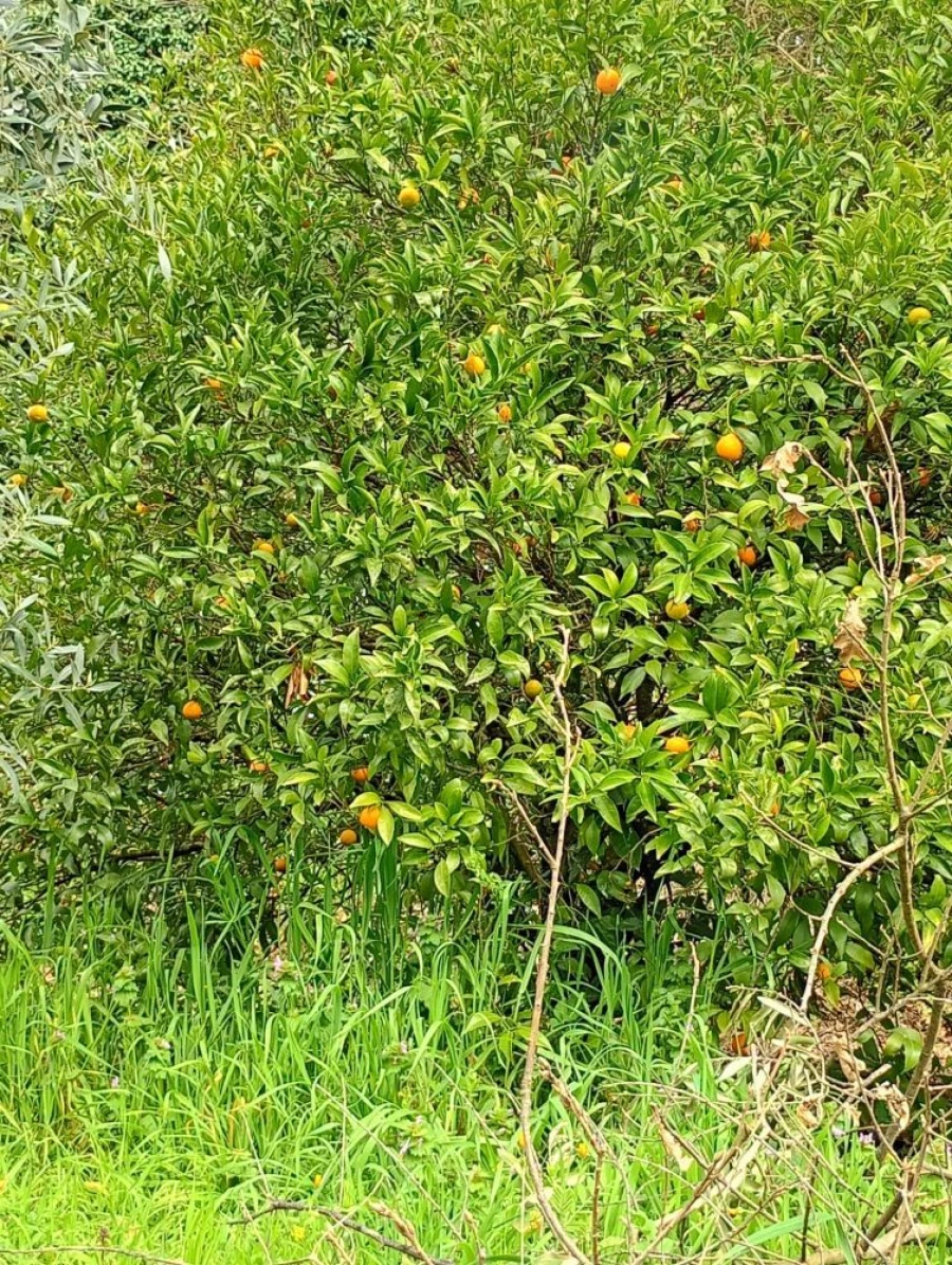 Moradia T2 para Venda em Mangualde, Mesquitela e Cunha Alta Foto 44