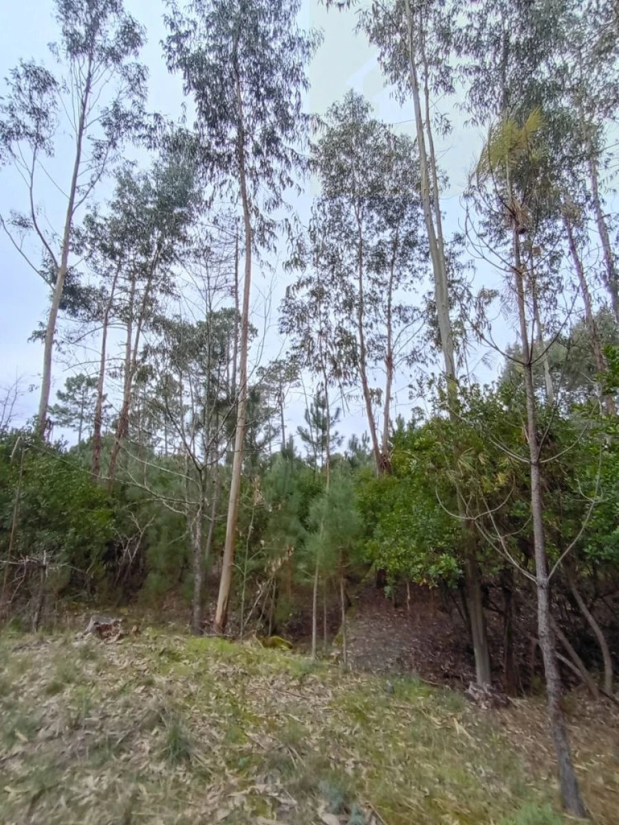 Moradia T2 para Venda em Mangualde, Mesquitela e Cunha Alta Foto 27