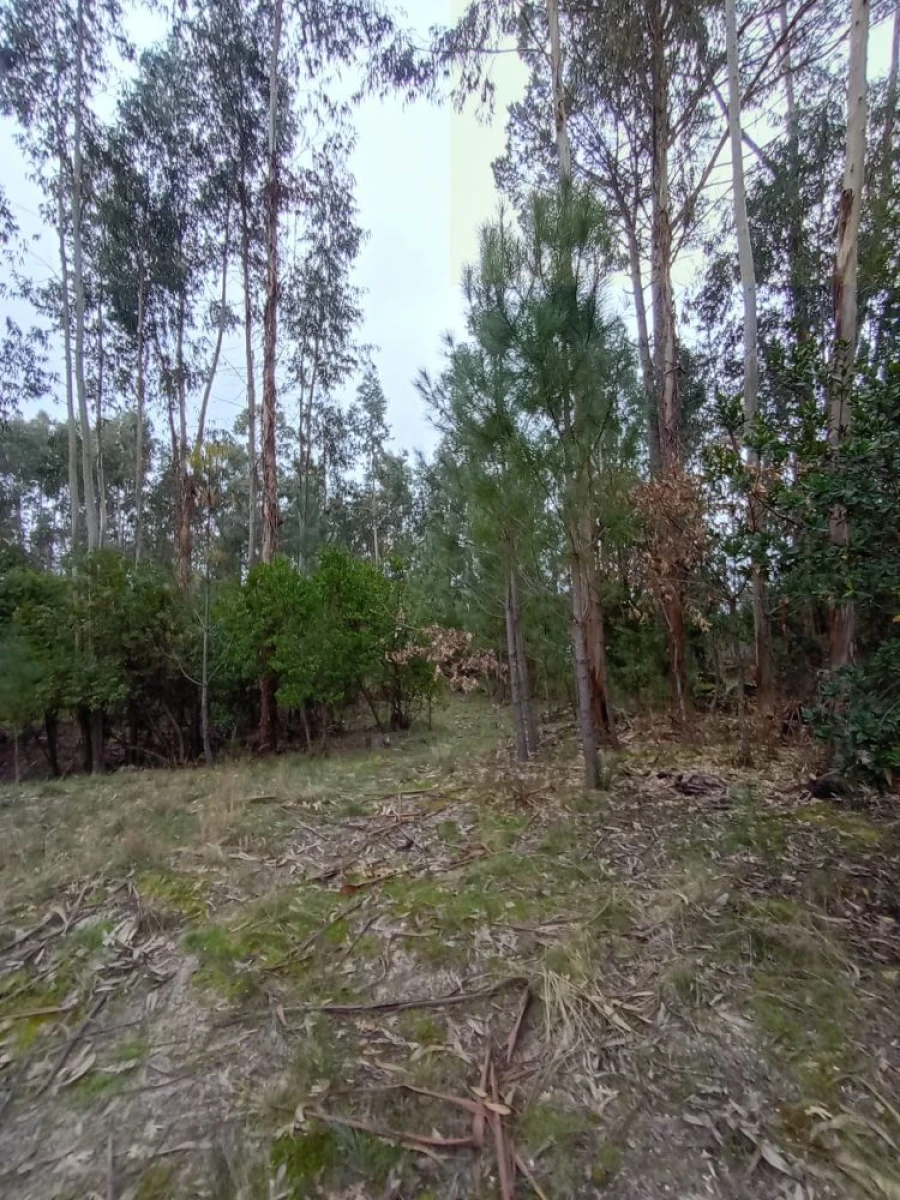 Moradia T2 para Venda em Mangualde, Mesquitela e Cunha Alta Foto 18