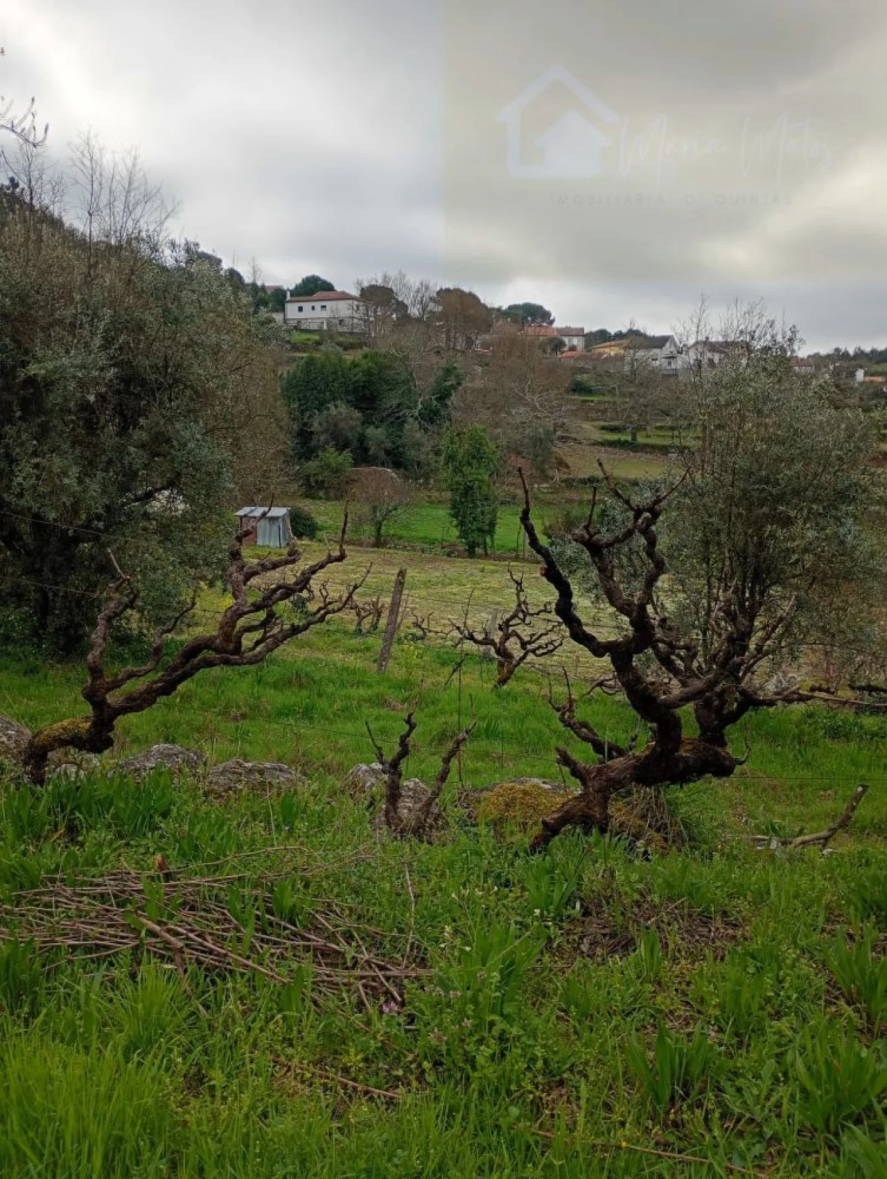 Moradia T2 para Venda em Mangualde, Mesquitela e Cunha Alta Foto 40