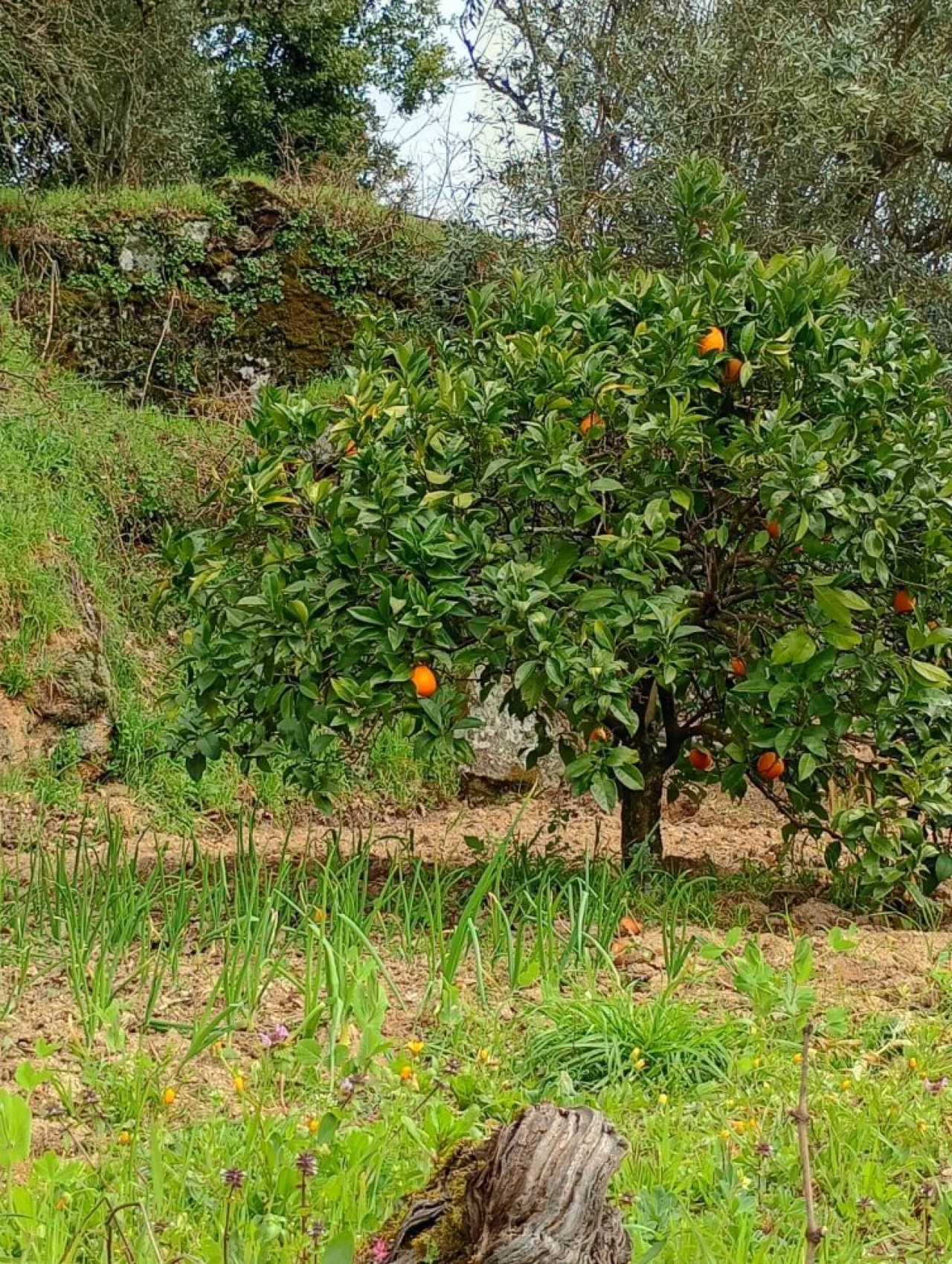 Moradia T2 para Venda em Mangualde, Mesquitela e Cunha Alta Foto 43