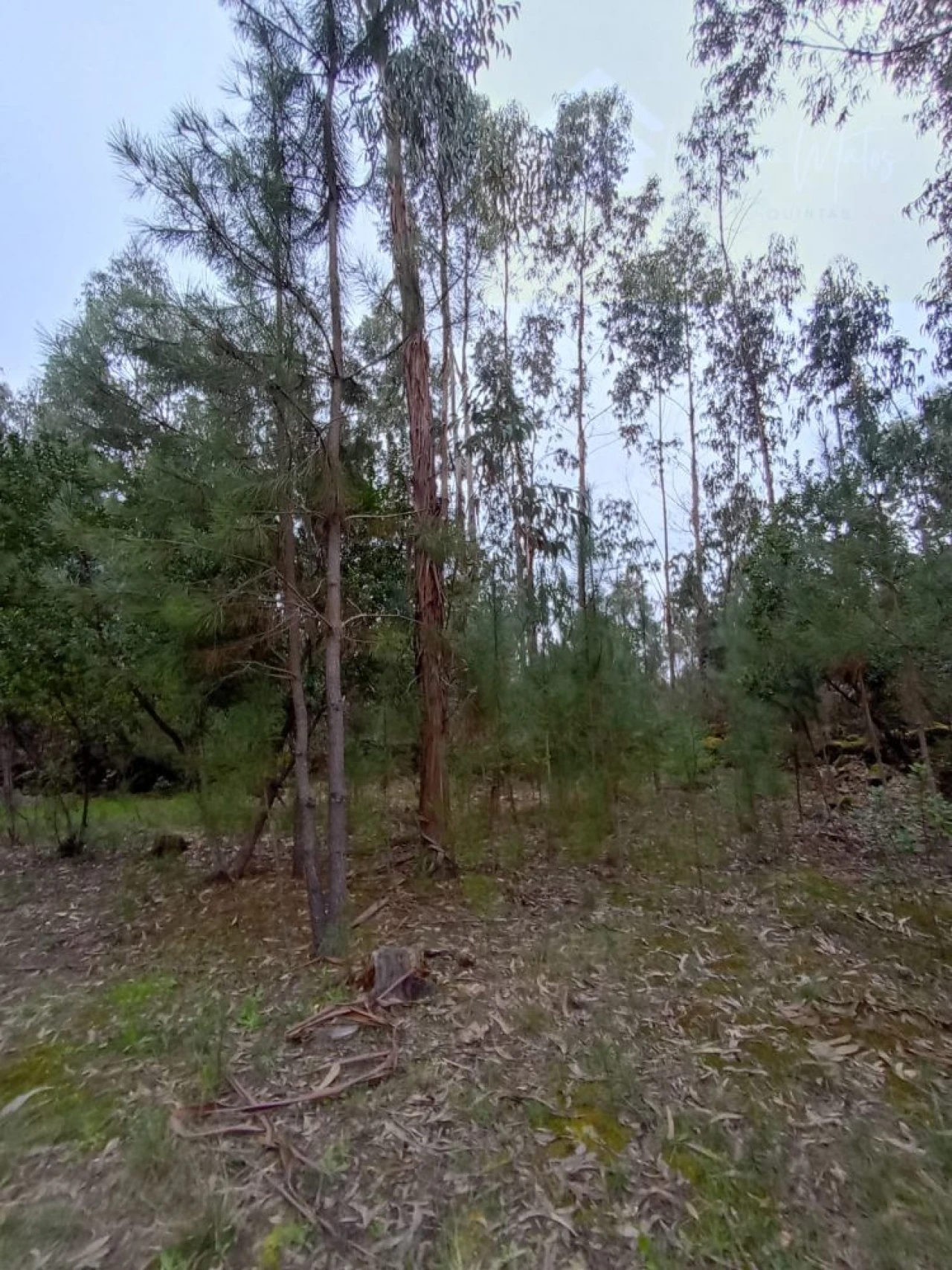 Moradia T2 para Venda em Mangualde, Mesquitela e Cunha Alta Foto 24
