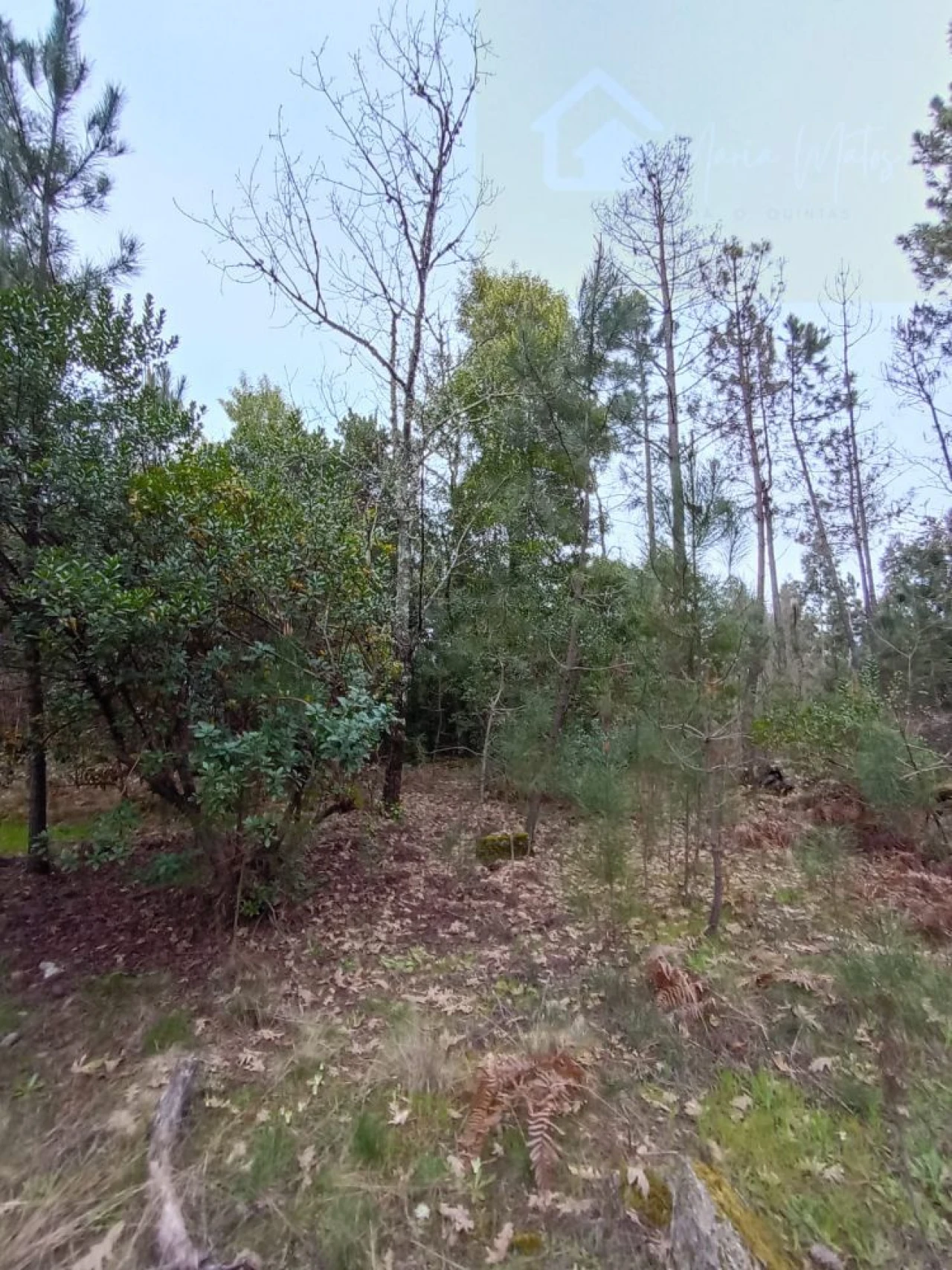 Moradia T2 para Venda em Mangualde, Mesquitela e Cunha Alta Foto 34