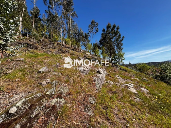 Terreno para Venda em Golães Foto 29