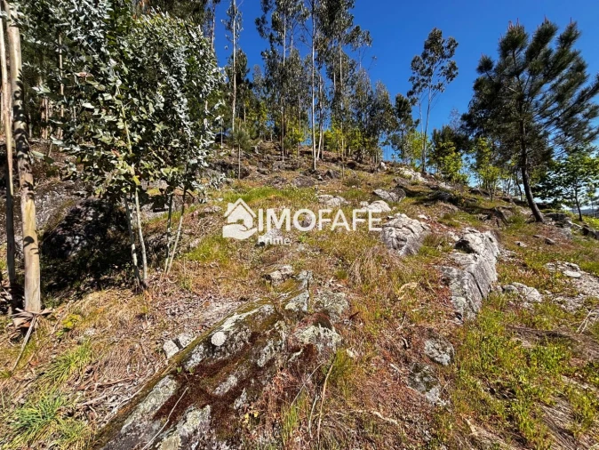 Terreno para Venda em Golães Foto 23