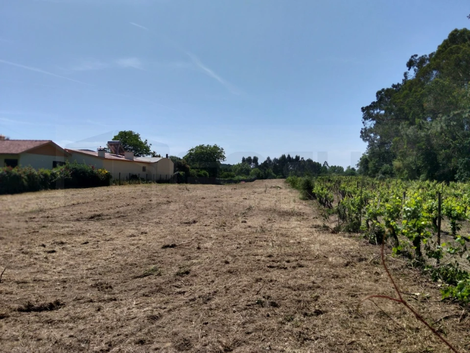 Terreno para Venda em Bustos, Troviscal e Mamarrosa Foto 7