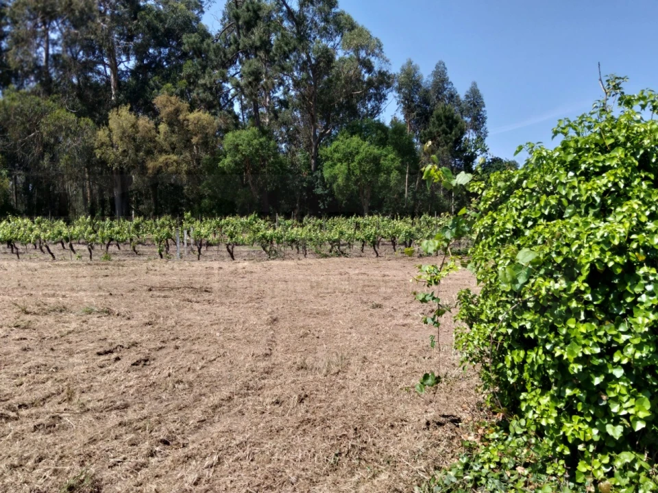 Terreno para Venda em Bustos, Troviscal e Mamarrosa Foto 8