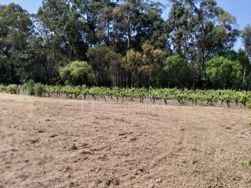 Terreno para Venda em Bustos, Troviscal e Mamarrosa Foto 10