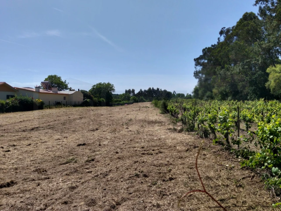 Terreno para Venda em Bustos, Troviscal e Mamarrosa Foto 11