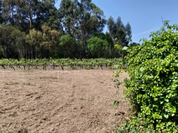 Terreno para Venda em Bustos, Troviscal e Mamarrosa