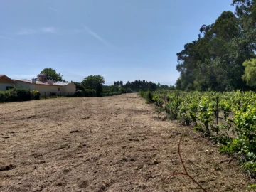 Terreno para Venda em Bustos, Troviscal e Mamarrosa