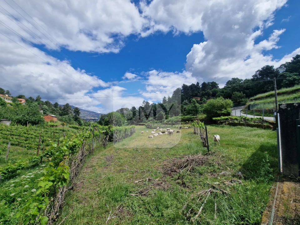 Terreno para Venda em Parada de Cunhos Foto 3