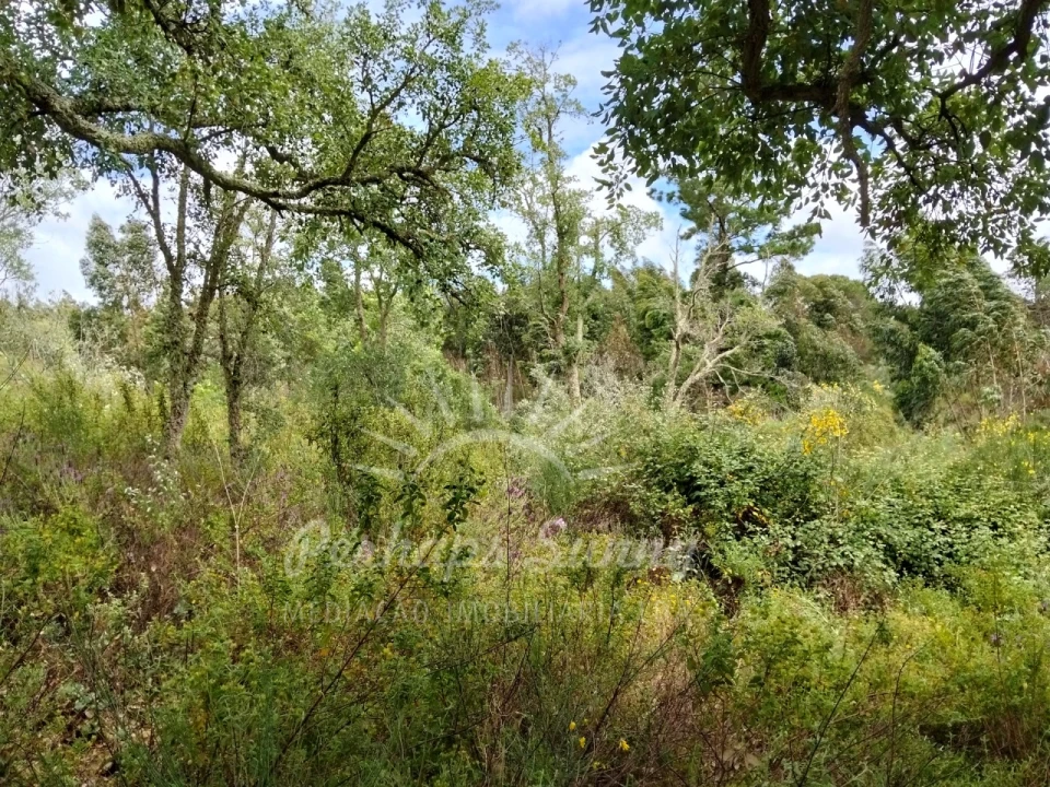 Terreno Misto para Venda em São Francisco da Serra Foto 13