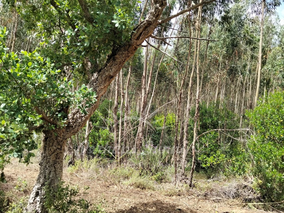 Terreno Misto para Venda em São Francisco da Serra Foto 21